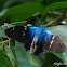 Blue Flasher