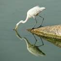 Yellow-billed Egret