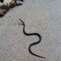 Ring necked snake