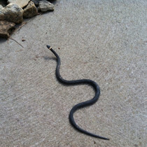 Rhode Island wildlife