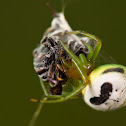 Kidney Garden Spider