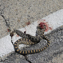 Kankakee County Bullsnake