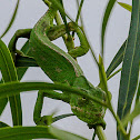 Mediterranean Chameleon