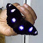 Danaid Eggfly