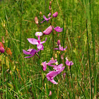 Grass Pink Orchid