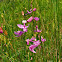 Grass Pink Orchid