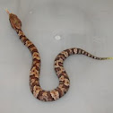 Cottonmouth (Juvenile)