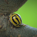 Ladybird