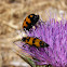 Mylabris variabilis