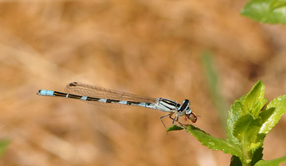 Spotting Image 1