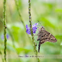 Long-tailed Skipper