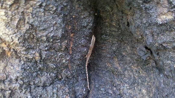 Spotting Image 1