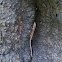 Gecko