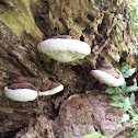 Red Banded Polypore