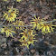 Witch Hazel flowers