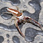 Common Hentz jumping spider