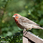 House Finch