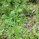 Cleavers