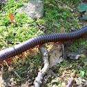 Worm millipede