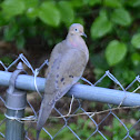 Mourning Dove