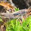 Grasshopper Nymph?