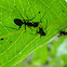 Black Ant