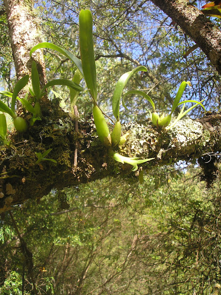Spotting Image 1