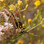 Green Lynx Spider