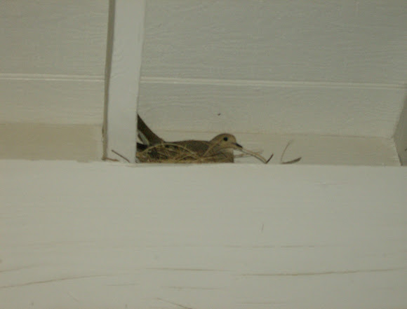 Spotting Image 1