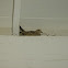 Mourning Dove