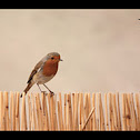 European Robin - pettirosso