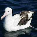 Wandering Albatross