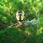 Black and Yellow Argiope
