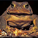 American Toad