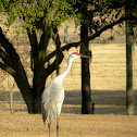 Sand Hill Cranes