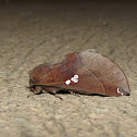 Prominent moth