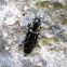 Eyed Click Beetle