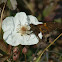 Silver-spotted Skipper