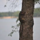 Gray Squirrel