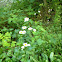 Aster
