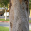 Eucalyptus bark