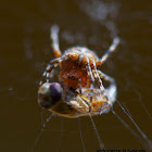 Cross Orbweaver