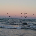 Brown pelican