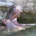 River Hippopotamus