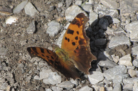 Spotting Image 1