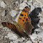 Eastern Comma