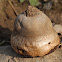 Lilac Puffball