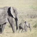 African Elephant