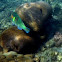 Greenblotch Parrotfish,