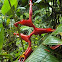 Heliconia